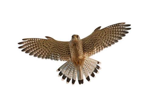 Falcon Png