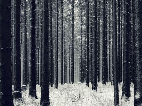 Dark Winter Forest Background Hd Enjoy And Share Your Favorite