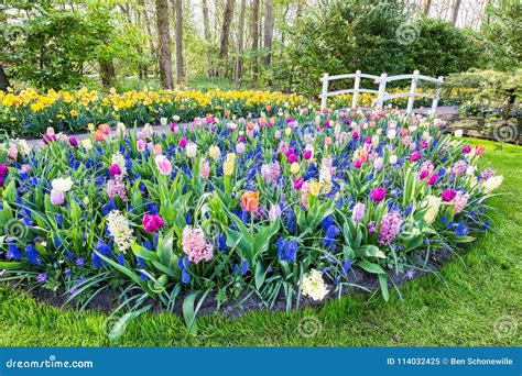 Blooming Flowers With Tulips Hyacinths And Bridge Stock Image Image