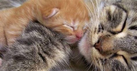 Cats And Kittens On Instagram 20th December 2016 We Love Cats And Kittens