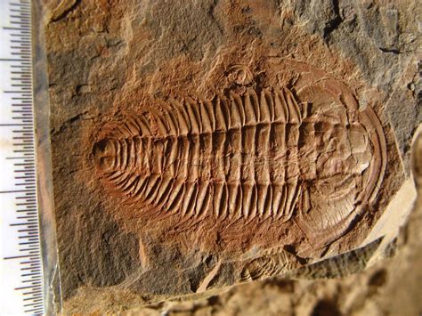 Hallan El Fósil Trilobite Más Antiguo Del Mundo 520 Millones De Años