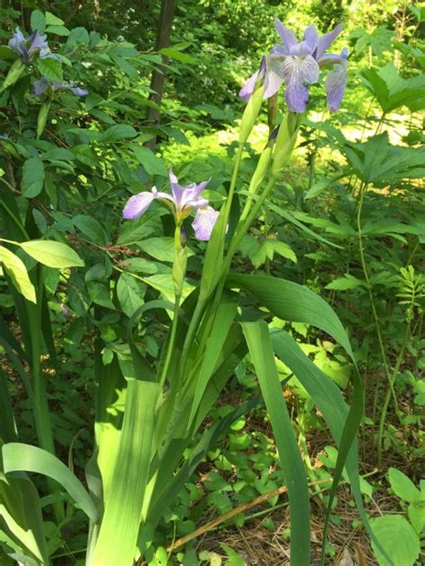 Iris Virginica Virginia Or Southern Blue Flag Master Gardeners Of