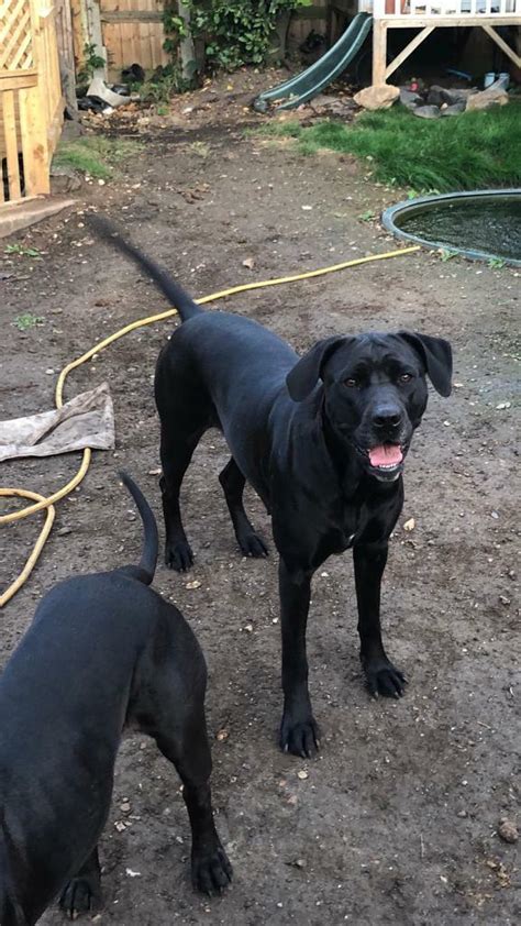 Rhodesian Ridgeback X Cane Corso In Hook Hampshire Gumtree