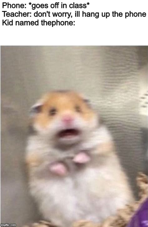 Scared Hamster Memes And S Imgflip
