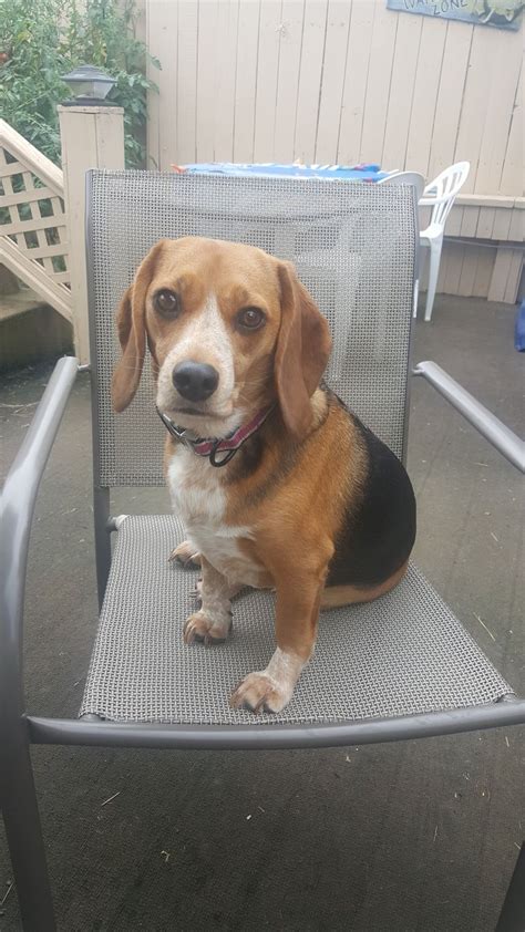 Check out these gorgeous dog chairs at dhgate canada online stores, and buy dog chairs at ridiculously affordable prices. Zoe's chair : beagle | Beagle puppy, Beagle, Dog pictures