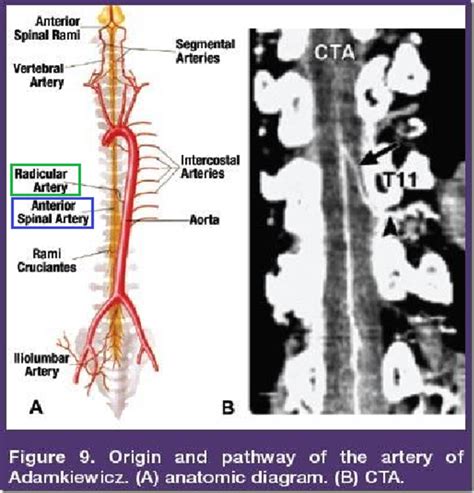 Organisation Of Peripheral Nervous System And Spinal Cord Medatrio