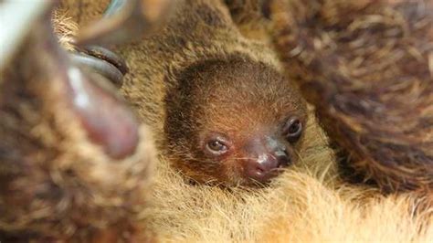 National Aquarium Introduces Newborn Two Toed Sloth