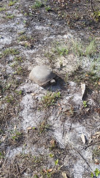 Gopher Tortoises Florida State Parks