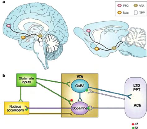 Localisation Of Nachrs In The “reward” Pathway A Human Left And