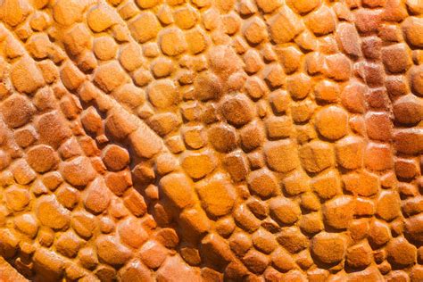 Dinosaur Texture Stock Photos Pictures And Royalty Free Images Istock