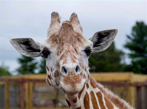 27 Fascinating Facts About Giraffes You Might Not Know Flipboard