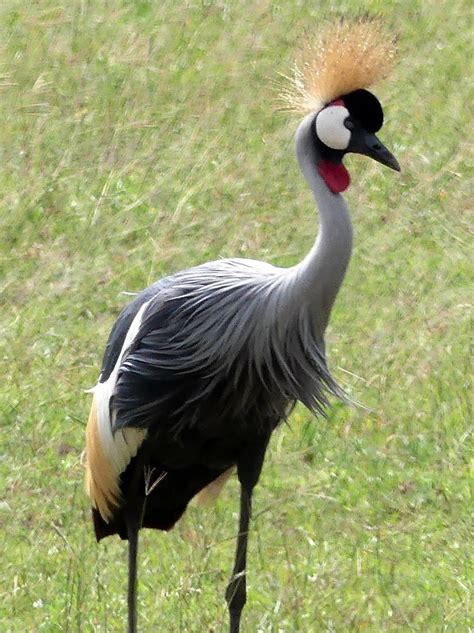 Taxonomía Chordata Clase Aves Orden Gaviiformes Gruiformes Y