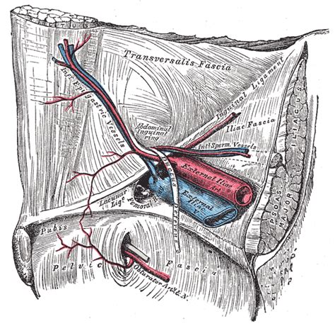 Inguinal Ligament Wikidoc