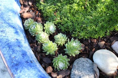 Create a magical miniature container garden that will enthrall your kids. DIY Fairy Garden Accessories | DIY Network Blog: Made ...