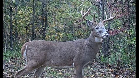 Big 10 Point Buck 40 Yards With Compound Bow Youtube