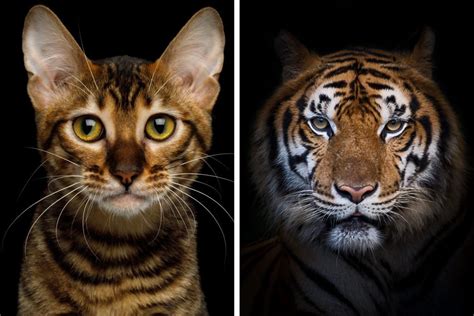 10 Cats That Look Like Tigers Reader S Digest