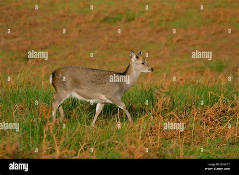 Sika Deer Sika Nippon Single Juvenile Walking Through Grass In Autumn