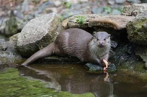 All About Pet Otter - The Truth Behind Keeping Them As Pets!
