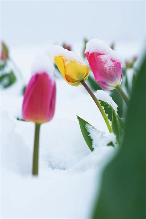 Tulips In The Snow During Spring Bloom Switzerland Photograph By Cavan