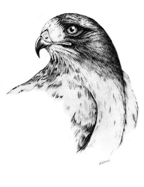 Hawk Sketch By Moosepaw On Deviantart
