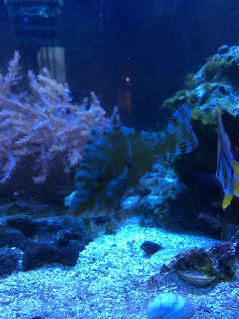 Filefish Saltwater Fish Shingling