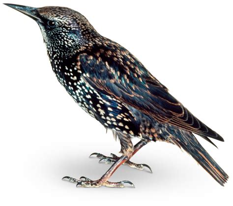 European Starling 100 Birds Were Released In New Yorks Central Park