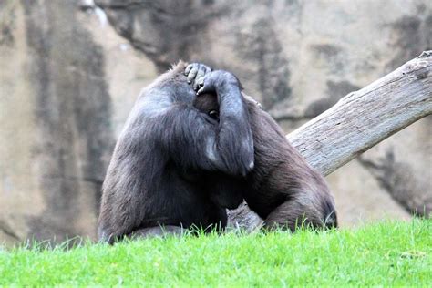 Gorilla Embrace Smithsonian Photo Contest Smithsonian Magazine