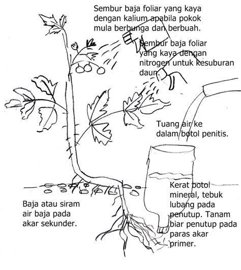 Pokok mulberi memang terkenal sebagai pokok yang digunakan bagi perusahaan sutera. TanamSendiri.com -- Grow Your Own: Rahsia Mendapat Buah ...