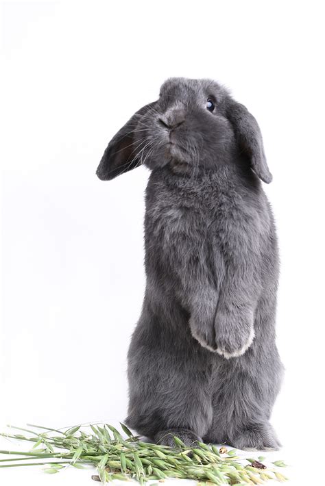 Why Do Some Rabbits Have Lop Ears Small Pet Select