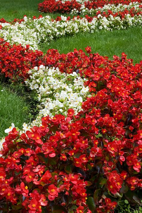 How To Keep Begonias Blooming Big And Strong All Summer Long