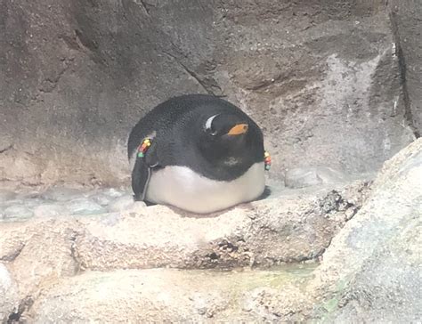 Today I Admired This Chonky Penguinloaf Rcatloaf