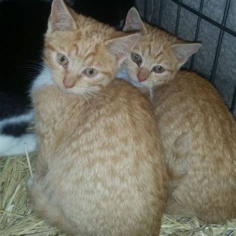 Ginger Kittens Male Domestic Short Hair Cat In Nsw Petrescue