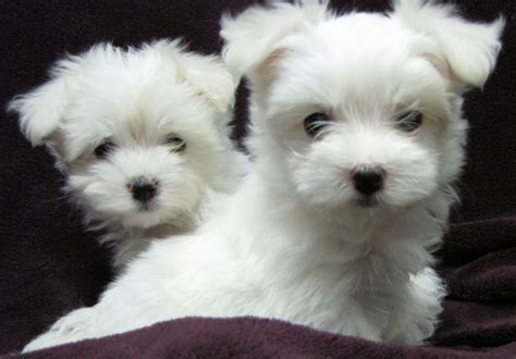 Top Quality Kc Tiny Teacup Maltese Puppies Available For Adoption Offer €300