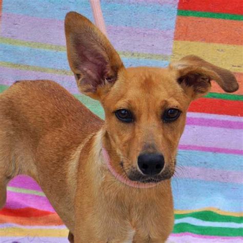 San diego humane society has a variety of adoptable pets available including cats, dogs and small animals like rats, rabbits, hamsters, birds, reptiles and more. Dogs and Puppies for Adoption in San Diego | Helen ...