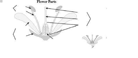 Angiosperms Floral Morphology Development And Fruit Typeslab 2