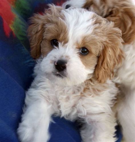 I want one!!!! Cavapoo (Cavalier King Charles Spaniel-Poodle mix) puppy