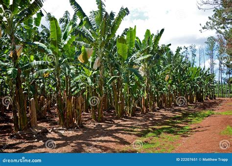 A Banana Plantation In Queensland Stock Image Image Of Asia Economy