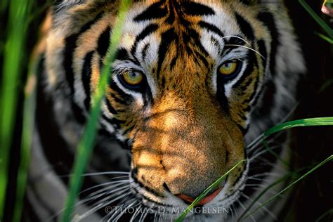 Tiger Eyes Bengal Tiger By Thomas D Mangelsen