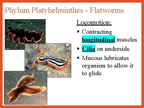 The Worms Phylum Platyhelminthes Phylum Nematoda Phylum Annelida