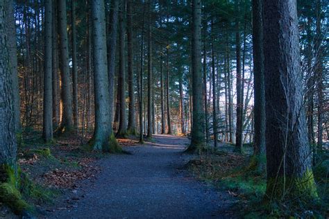 Path Forest Nature Free Photo On Pixabay Pixabay