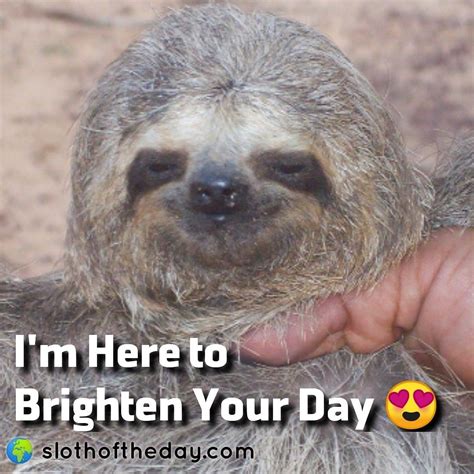 Im Here To Brighten Your Day 😍 Sloth  Sloth Lovers Sloths