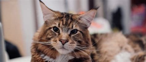 Maine Coon Cats Vs Regular Cats What Are The Differences A Z Animals