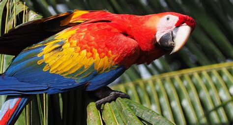 Best Wildlife Pictures Of Costa Rica Tiny Travelogue