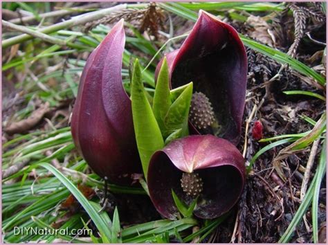 The perennial herb has a conical rootstock, that is fleshy and yellow inside and produces large. Are Rhubarb Leaves Poisonous? 6 Wild Plants to Avoid Eating