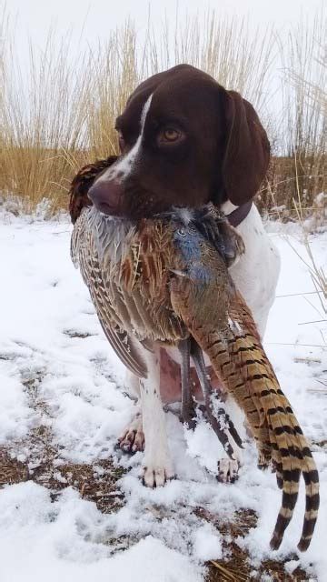 The expression intelligent and alert. Montana Pointers - German Shorthaired and English Pointer ...