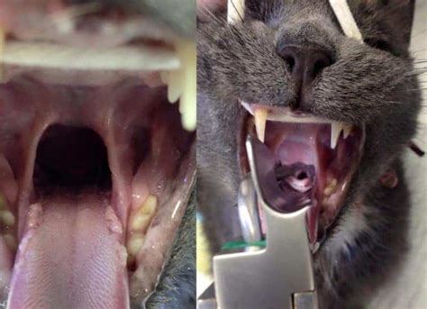 Endotracheal Intubation Yes Veterinary Nurses Can Learn It Too Australian College Of