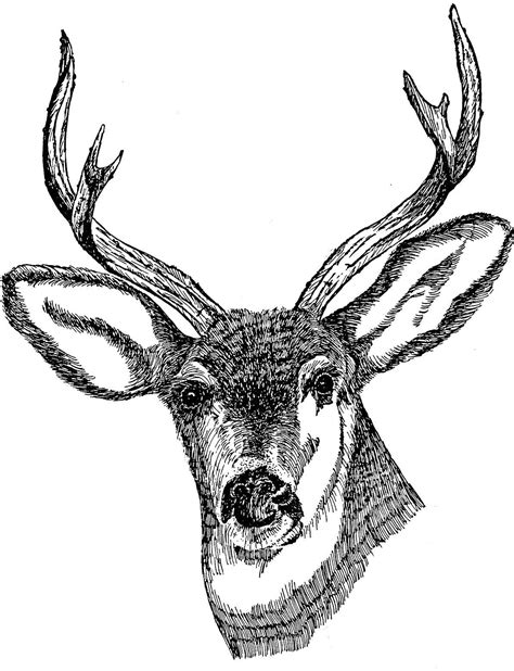 Free Picture Deer Head Drawing Art