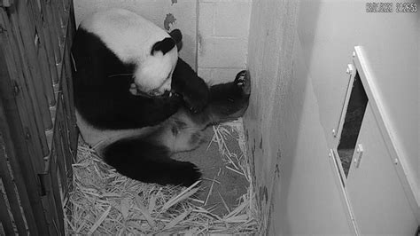 Photos The National Zoo Panda Cub Finally Looks Like A Panda And Got