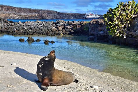 Sea Lion At Darwin Bay On Genovesa Island In Galápagos Ecuador