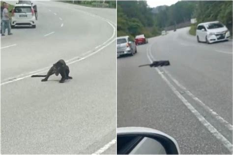 Black Panther Dies After Road Accident In Malaysia The Straits Times